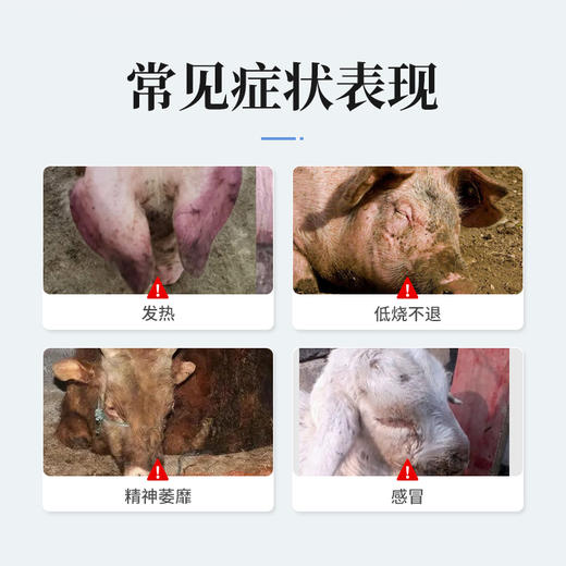 华畜兽药 柴胡注射液10支 解热 主治感冒发热 稀释头孢 猪马牛羊药非瘟清 商品图1