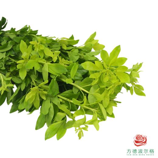 墨西哥 橘叶 商品图2