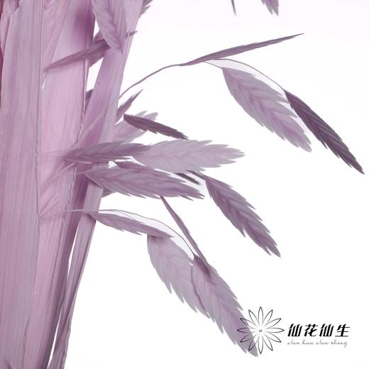 永生花材 | 小盼草粉紫 商品图3