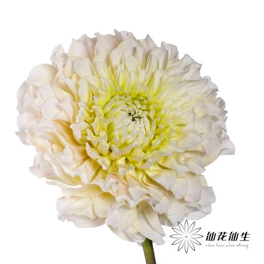 配花 | 大丽花流莹 商品图1