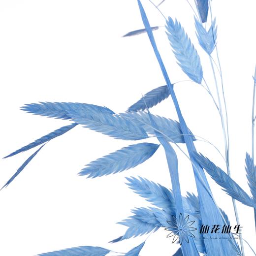 永生花材 | 小盼草深蓝 商品图1