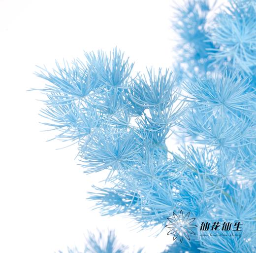 永生花材 ｜ 蓬莱松天蓝 商品图3