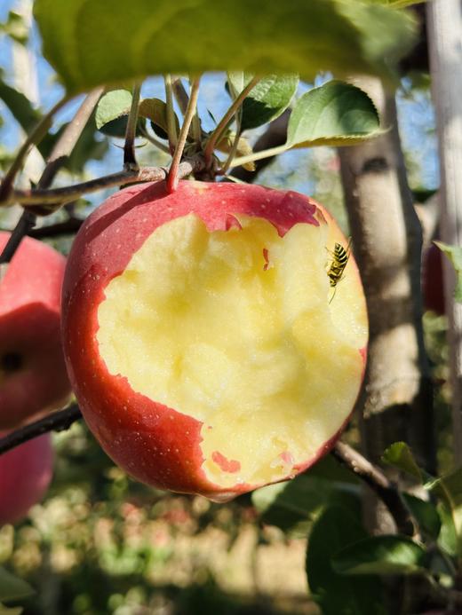 认养苹果树（人人都有苹果树，苹果代大地宠爱你～） 商品图10