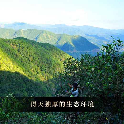 限时回馈【贡茶那罕散茶】2020年单株级别古树，宣哥亲自上山挑树挑采一直存储在个人仓库，限时开仓放量，250克/罐，拍5罐送1罐 商品图1
