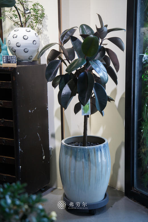 落地黑金刚 商品图0