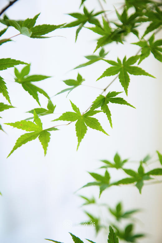 流泉枫黄点彩绘盆 商品图2