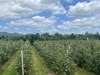 认养苹果树（人人都有苹果树，苹果代大地宠爱你～） 商品缩略图3
