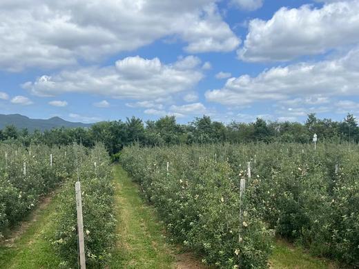 认养苹果树（人人都有苹果树，苹果代大地宠爱你～） 商品图3