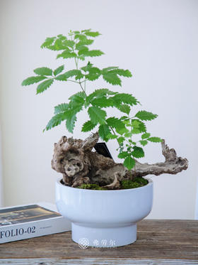 老桩黄荆