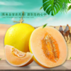 [最农公社]甘肃民勤蜜瓜3斤5斤9斤 新季品质蜜瓜 商品缩略图3