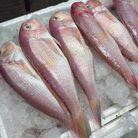 活鱼急冻99元抢2条肥美一夜埕马头鱼比市场鲜冻贵价鱼便宜近半每条都足足400g-450g个大肉厚超肥美馋的就是这口鲜顺丰京东基地直邮