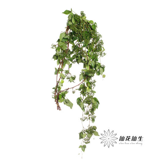 配果 | 葡萄果【运输途中果子易掉，介意慎拍】 商品图3