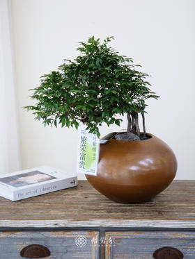 提根紫檀