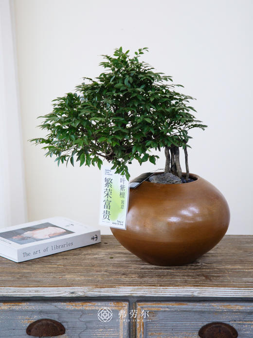 提根紫檀 商品图0