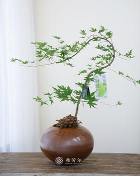 流泉枫棕色大肚盆