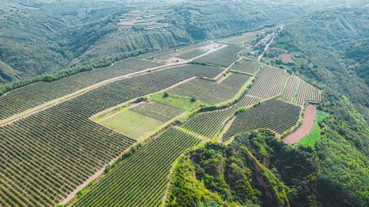 认养苹果树（人人都有苹果树，苹果代大地宠爱你～） 商品图1