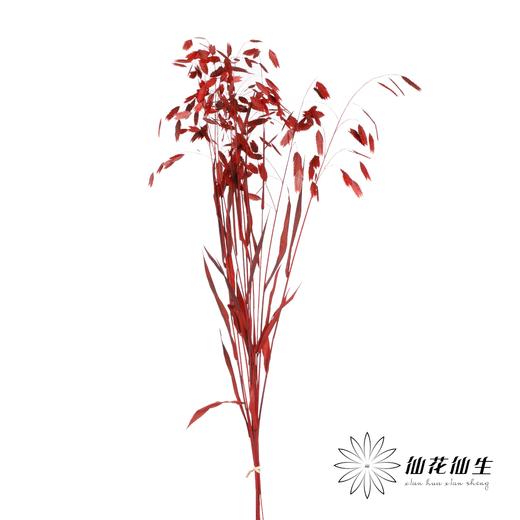 永生花材 | 小盼草海红 商品图1