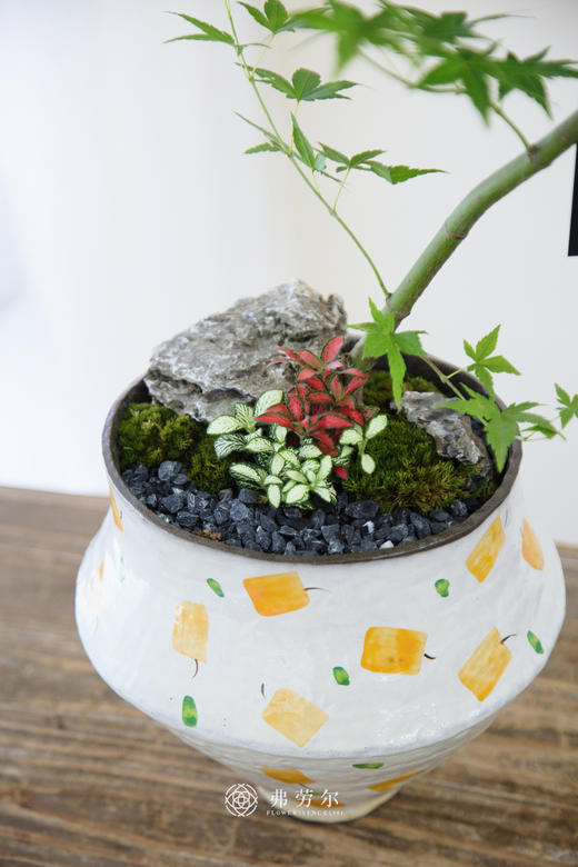 流泉枫黄点彩绘盆 商品图1