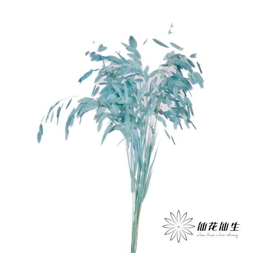 永生花材 | 小盼草尼蓝 商品图1