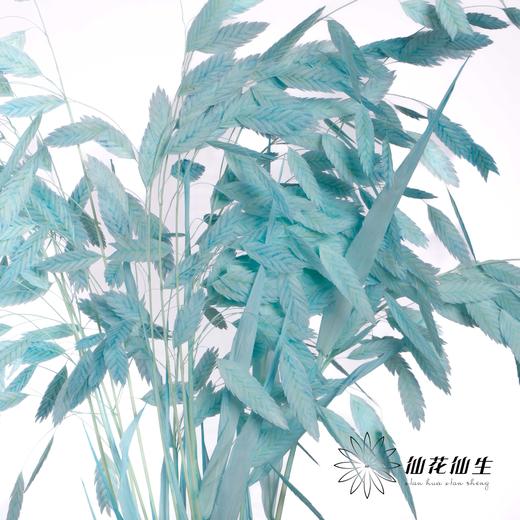 永生花材 | 小盼草尼蓝 商品图0