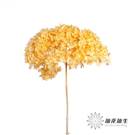 永生绣球 | 香槟 商品图0