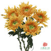 VDB单头小菊-伊斯科特橙 5枝一扎 商品缩略图0