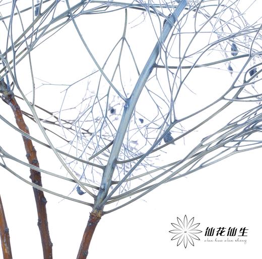 永生花材 ｜ 柔丝蓝色 商品图3