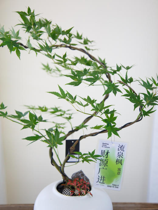 流泉枫白盆 商品图1