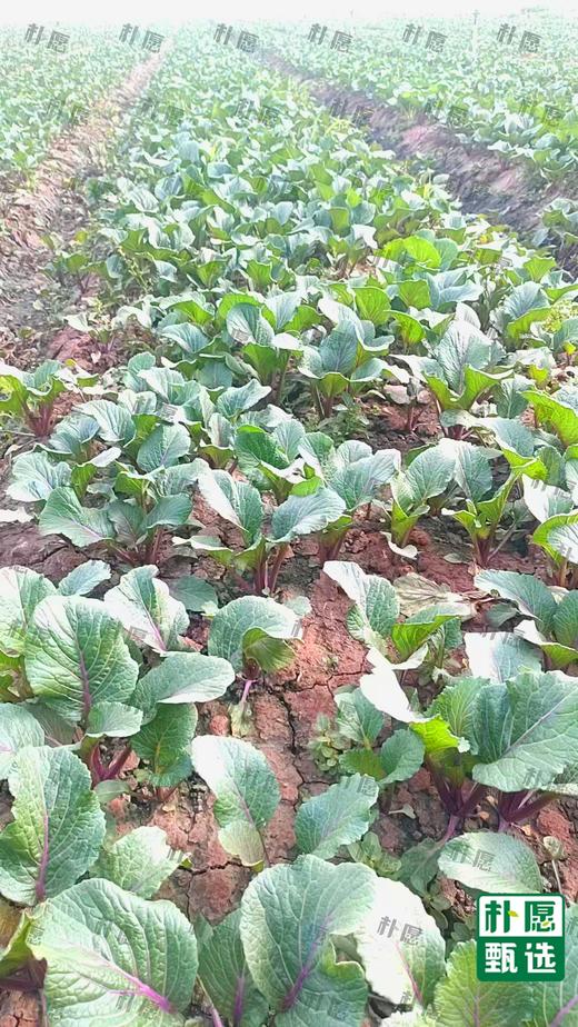 朴愿甄选 水果红菜苔 商品图5