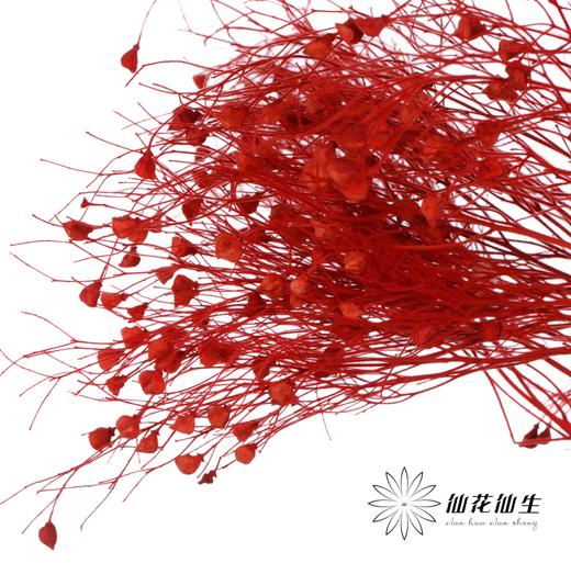 永生花材 ｜ 柔丝红色 商品图1