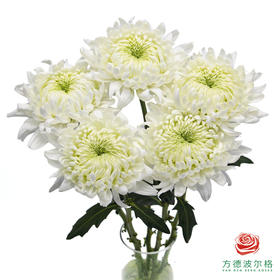 VDB单头小菊-白玉 5枝一扎