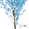 永生花材 ｜ 蓬莱松天蓝 商品缩略图2