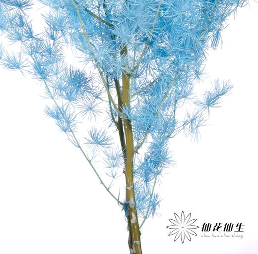 永生花材 ｜ 蓬莱松天蓝 商品图2