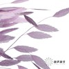 永生花材 | 小盼草粉紫 商品缩略图0
