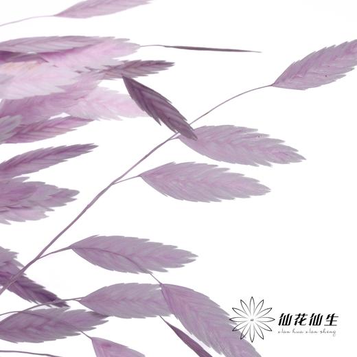 永生花材 | 小盼草粉紫 商品图0
