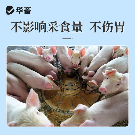 华畜兽药 80%泰妙菌素预混剂鸡支原净猪咳嗽禽支原体呼吸猪 回肠炎兽用药 商品图2