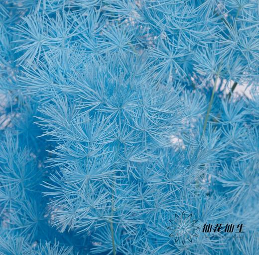 永生花材 ｜ 蓬莱松天蓝 商品图1
