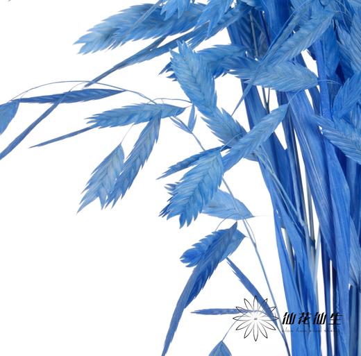 永生花材 | 小盼草深蓝 商品图3