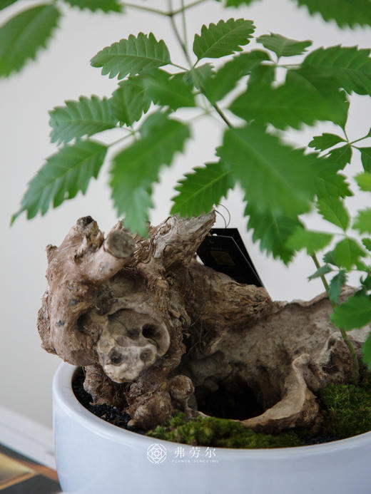 老桩黄荆 商品图1