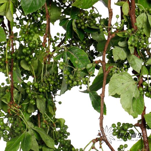 配果 | 葡萄果【运输途中果子易掉，介意慎拍】 商品图5