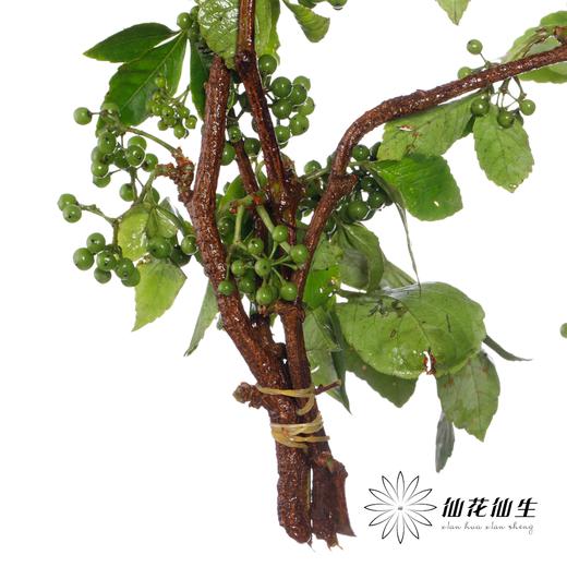 配果 | 葡萄果【运输途中果子易掉，介意慎拍】 商品图4