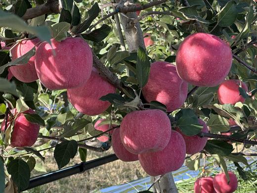 认养苹果树（人人都有苹果树，苹果代大地宠爱你～） 商品图6