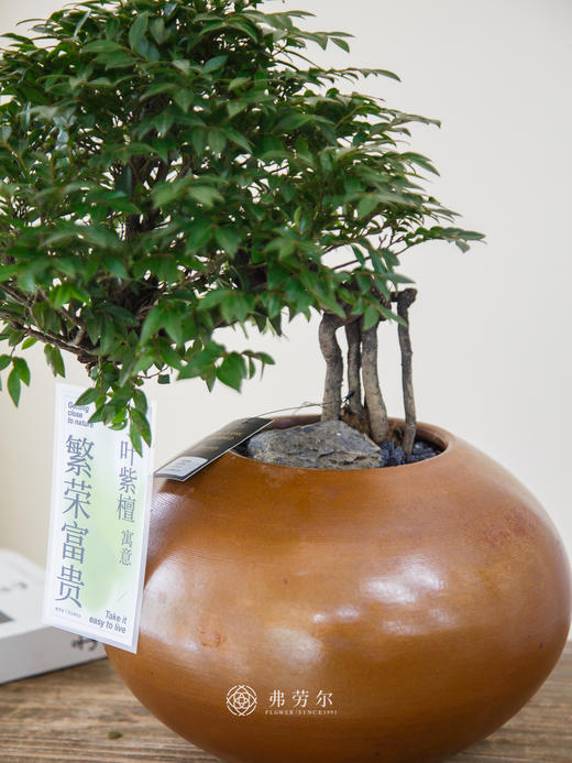 提根紫檀 商品图2