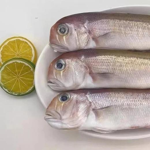 活鱼急冻99元抢2条肥美一夜埕马头鱼比市场鲜冻贵价鱼便宜近半每条都足足400g-450g个大肉厚超肥美馋的就是这口鲜顺丰京东基地直邮 商品图2