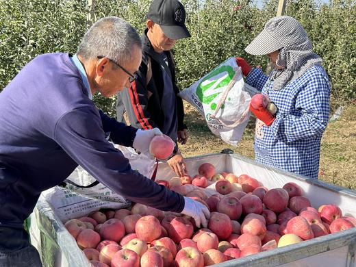 认养苹果树（人人都有苹果树，苹果代大地宠爱你～） 商品图7