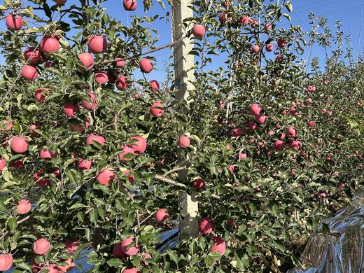 认养苹果树（人人都有苹果树，苹果代大地宠爱你～） 商品图5