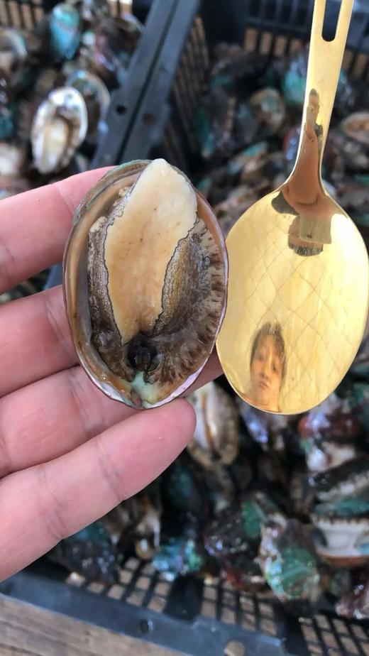 【鲜冻冷水鲍鱼30只89】鲜冻九孔鲍鱼冷水鲍品种每一只都鲜活包装冷冻个头中号1斤20个左基地直邮 商品图8