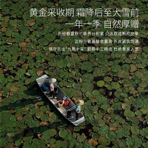 正安 肇庆红皮芡实 粒大饱满粉糯清香优质原材 脾胃湿气汤方办公室茶饮芡实米煲汤食材家庭粥羹 芡实400g/罐 商品图9