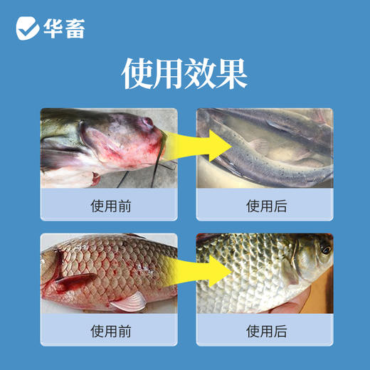 华畜10%戊二醛苯扎溴铵溶液 暴血停国标兽药水产养殖专用 商品图2