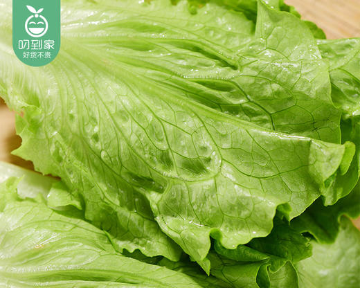 春菜-享通绿色生菜*2包（300g±15g/包） 商品图3